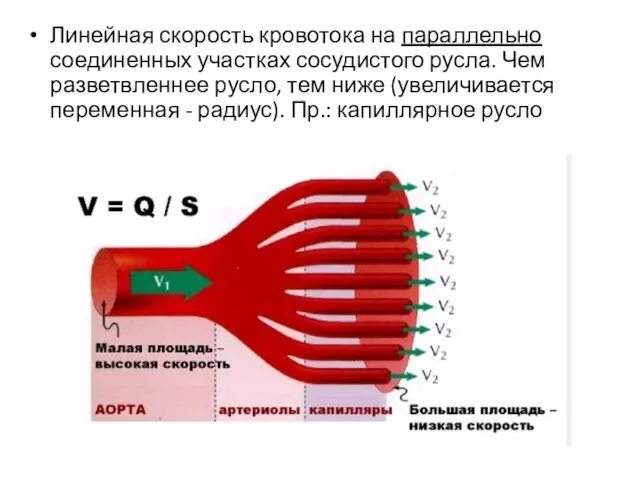 Линейная скорость кровотока на параллельно соединенных участках сосудистого русла. Чем разветвленнее русло,