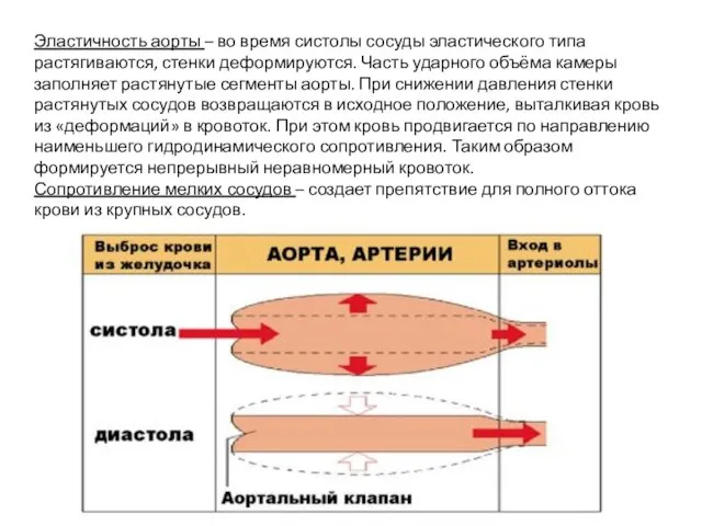 Эластичность аорты – во время систолы сосуды эластического типа растягиваются, стенки деформируются.