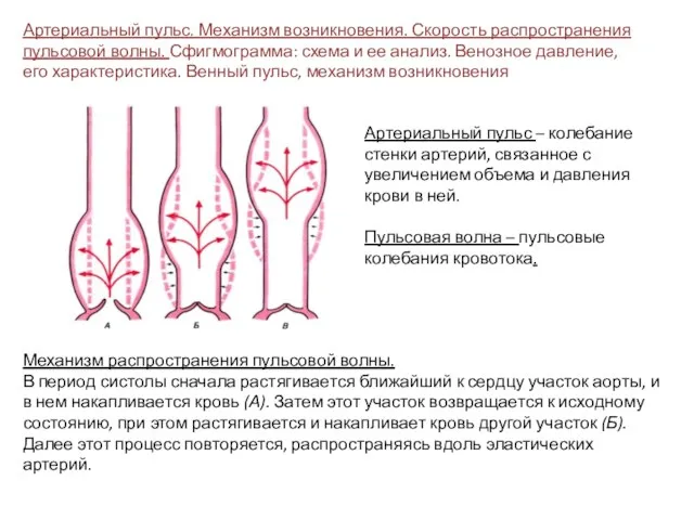 Механизм распространения пульсовой волны. В период систолы сначала растягивается ближайший к сердцу