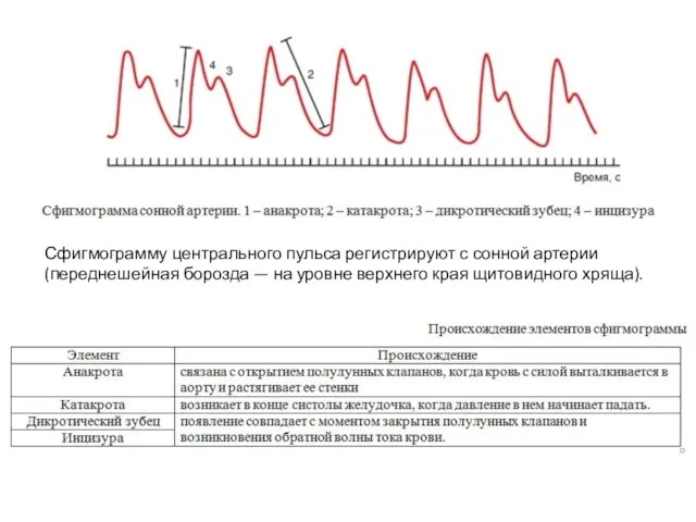 Сфигмограмму центрального пульса регистрируют с сонной артерии (переднешейная борозда — на уровне верхнего края щитовидного хряща).