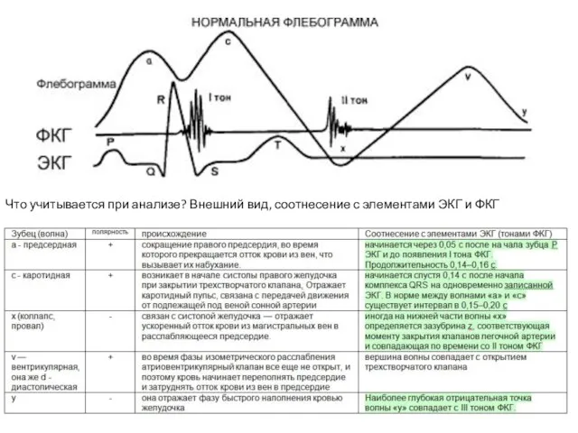 Что учитывается при анализе? Внешний вид, соотнесение с элементами ЭКГ и ФКГ