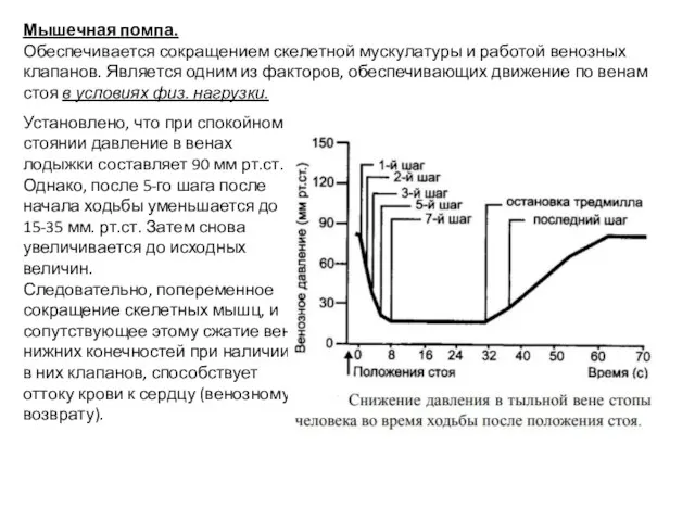 Мышечная помпа. Обеспечивается сокращением скелетной мускулатуры и работой венозных клапанов. Является одним