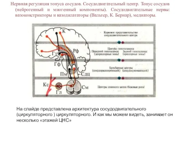 Нервная регуляция тонуса сосудов. Сосудодвигательный центр. Тонус сосудов (нейрогенный и миогенный компоненты).