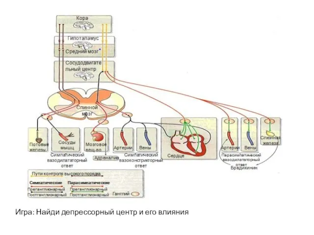 Игра: Найди депрессорный центр и его влияния
