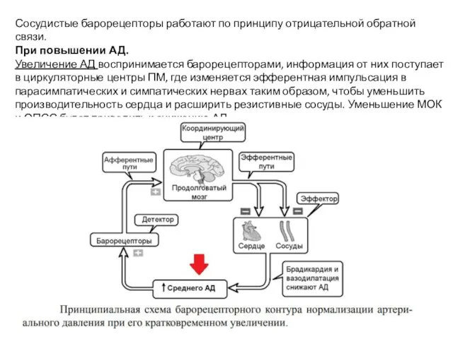 Сосудистые барорецепторы работают по принципу отрицательной обратной связи. При повышении АД. Увеличение