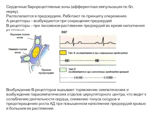 Сердечные барорецептивные зоны (афферентная импульсация по бл.нерву). Располагаются в предсердиях. Работают по