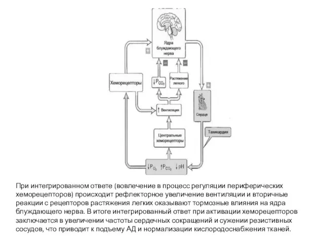 При интегрированном ответе (вовлечение в процесс регуляции периферических хеморецепторов) происходит рефлекторное увеличение