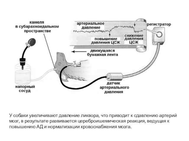 У собаки увеличивают давление ликвора, что приводит к сдавлению артерий мозг, в