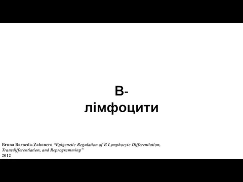 В-лімфоцити Bruna Barneda-Zahonero “Epigenetic Regulation of B Lymphocyte Differentiation, Transdifferentiation, and Reprogramming” 2012