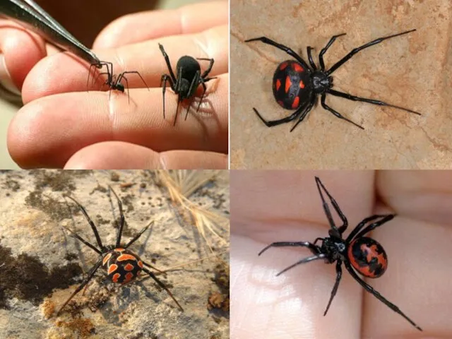 Караку́рт (лат. Latrodectus tredecimguttatus; от тюрк. кара — чёрный и курт —