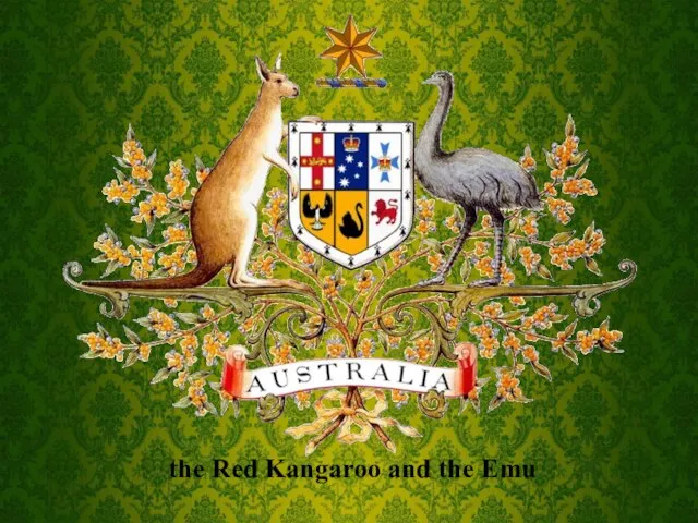 the Red Kangaroo and the Emu