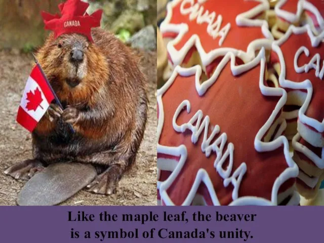 Like the maple leaf, the beaver is a symbol of Canada's unity.