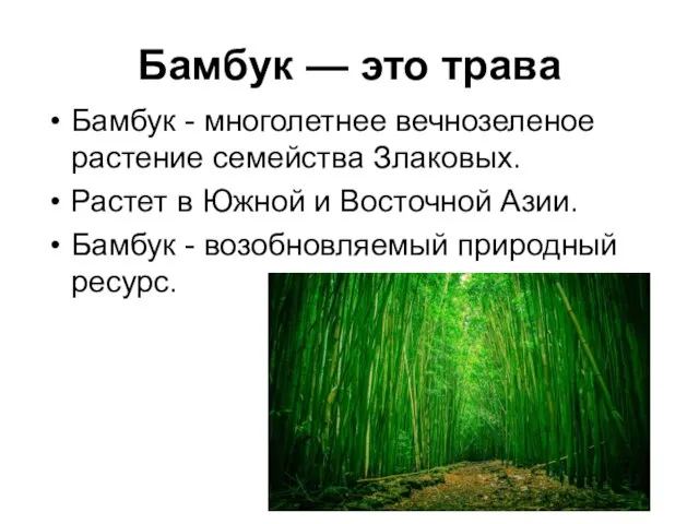 Бамбук — это трава Бамбук - многолетнее вечнозеленое растение семейства Злаковых. Растет