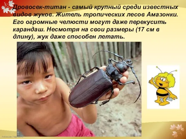 Дровосек-титан - самый крупный среди известных видов жуков. Житель тропических лесов Амазонки.