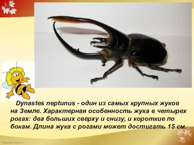 Dynastes neptunus - один из самых крупных жуков на Земле. Характерная особенность