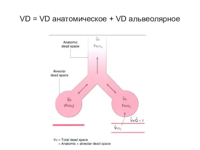 VD = VD aнатомическое + VD альвеолярное
