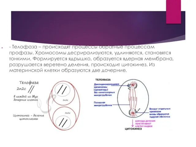 - Телофаза – происходят процессы обратные процессам профазы. Хромосомы десрирализуются, удлиняются, становятся