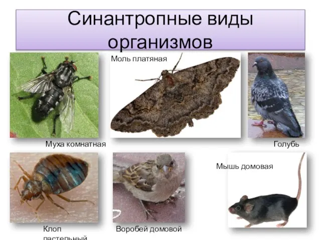 Синантропные виды организмов Муха комнатная Клоп пастельный Моль платяная Воробей домовой Голубь Мышь домовая