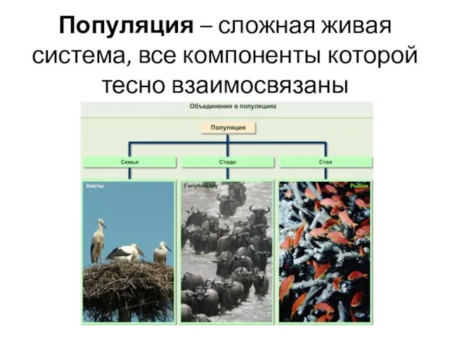 Популяция – сложная живая система, все компоненты которой тесно взаимосвязаны