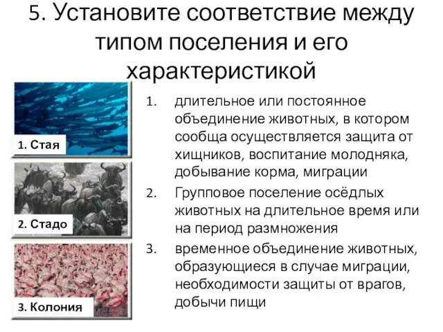 5. Установите соответствие между типом поселения и его характеристикой длительное или постоянное