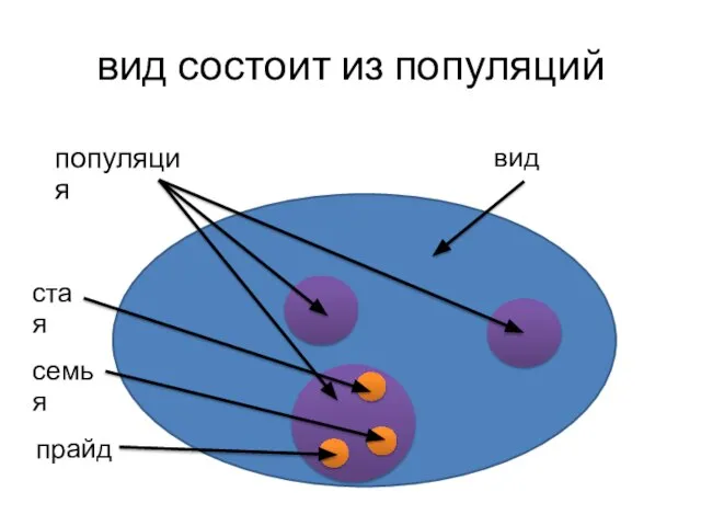 вид состоит из популяций популяция вид прайд семья стая