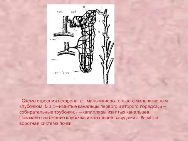 . Схема строения нефрона. а—мальпигиево тельце с мальпигиевым клубочком; Ь и с—извитые