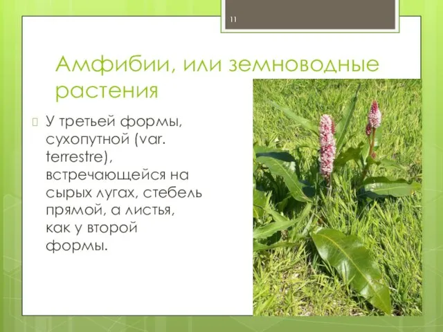 Амфибии, или земноводные растения У третьей формы, сухопутной (var. terrestre), встречающейся на