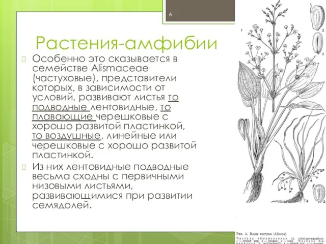 Растения-амфибии Особенно это сказывается в семействе Alismaceae (частуховые), представители которых, в зависимости