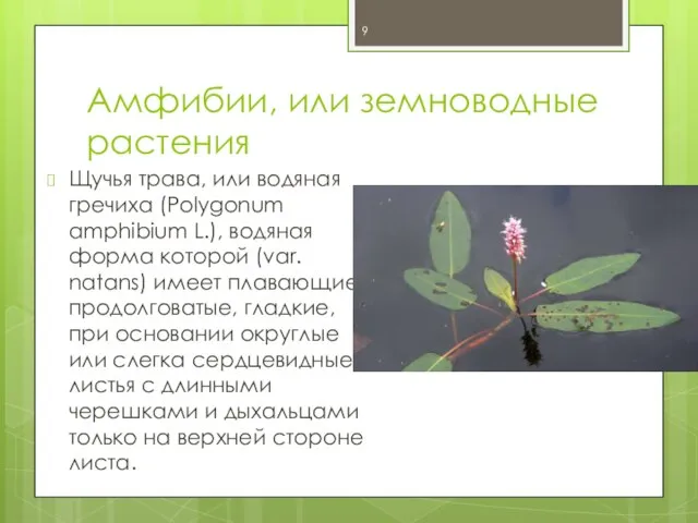 Амфибии, или земноводные растения Щучья трава, или водяная гречиха (Polygonum amphibium L.),