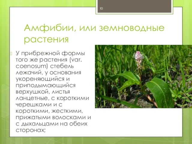 Амфибии, или земноводные растения У прибрежной формы того же растения (var. coenosum)