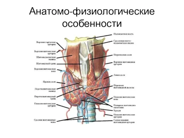 Анатомо-физиологические особенности