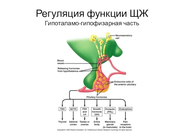 Регуляция функции ЩЖ Гипоталамо-гипофизарная часть