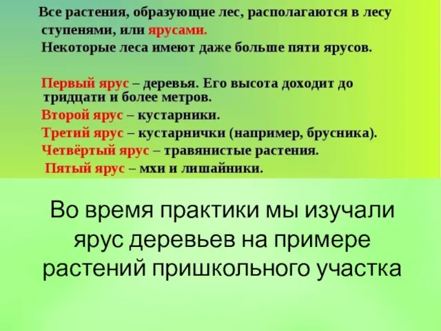 Во время практики мы изучали ярус деревьев на примере растений пришкольного участка