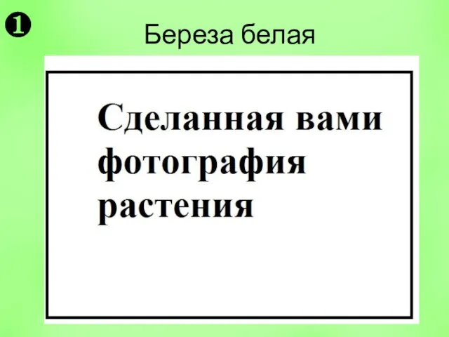 Береза белая ❶