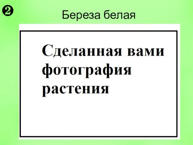 Береза белая ❷