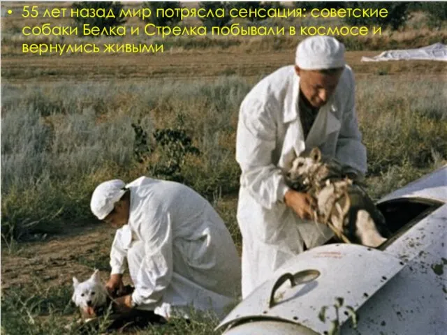 55 лет назад мир потрясла сенсация: советские собаки Белка и Стрелка побывали