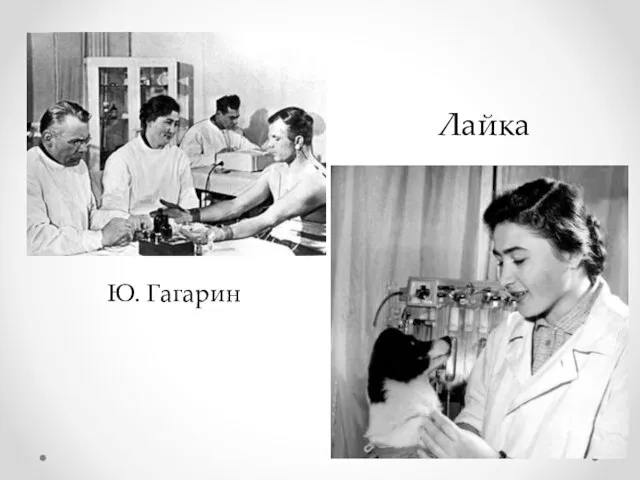 Ю. Гагарин Лайка