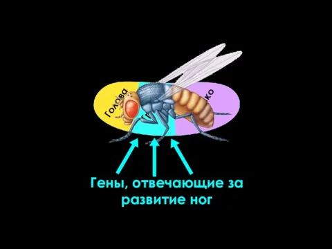 Голова Грудь Брюшко Гены, отвечающие за развитие ног