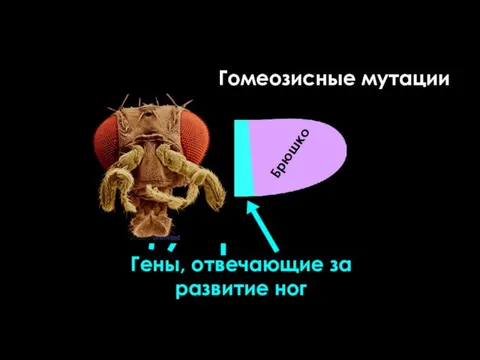 Голова Грудь Брюшко Гены, отвечающие за развитие ног Гомеозисные мутации