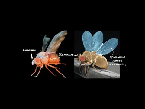 Антенны Жужжальца Крылья на месте жужжалец