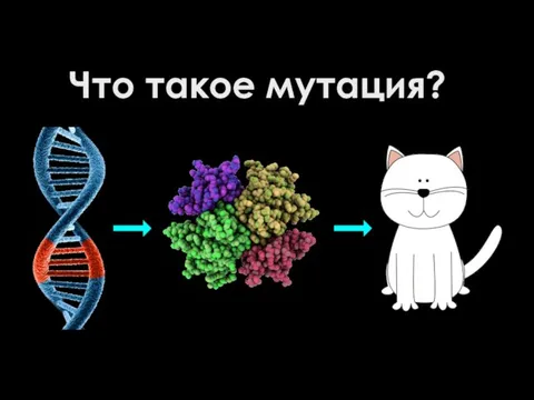 Что такое мутация?