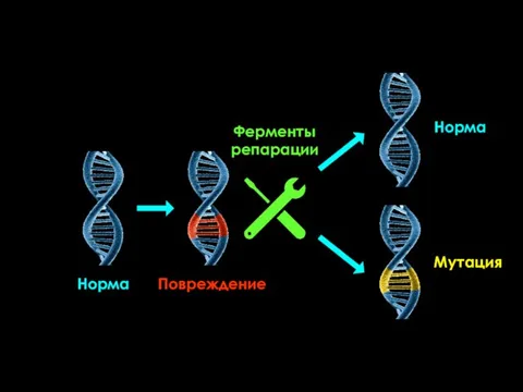 Норма Повреждение Ферменты репарации Норма Мутация