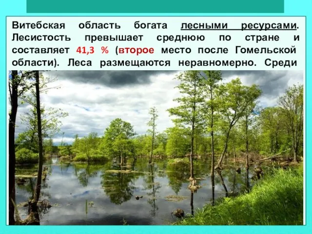 Витебская область богата лесными ресурсами. Лесистость превышает среднюю по стране и составляет