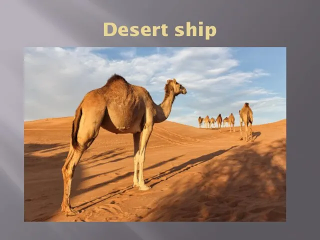 Desert ship