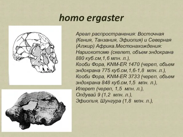 homo ergaster Ареал распространения: Восточная (Кения, Танзания, Эфиопия) и Северная (Алжир) Африка.Местонахождения: