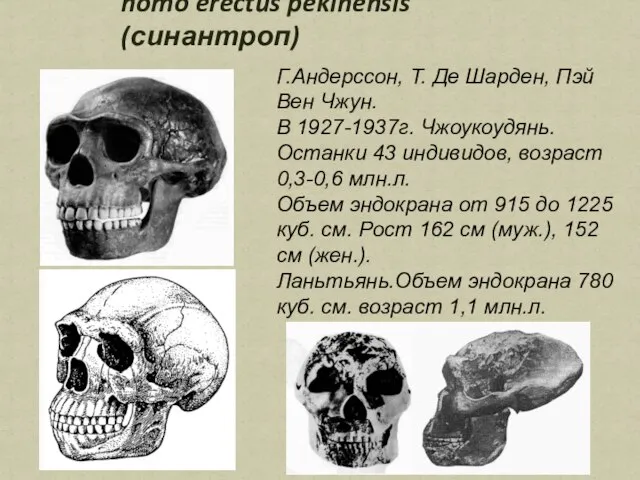 homo erectus pekinensis (синантроп) Г.Андерссон, Т. Де Шарден, Пэй Вен Чжун. В