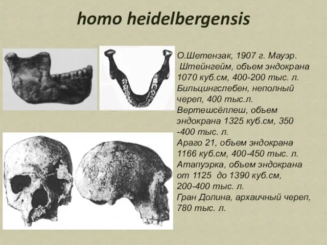 homo heidelbergensis О.Шетензак, 1907 г. Мауэр. Штейнгейм, объем эндокрана 1070 куб.см, 400-200