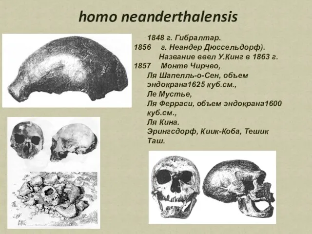 homo neanderthalensis 1848 г. Гибралтар. г. Неандер Дюссельдорф). Название ввел У.Кинг в