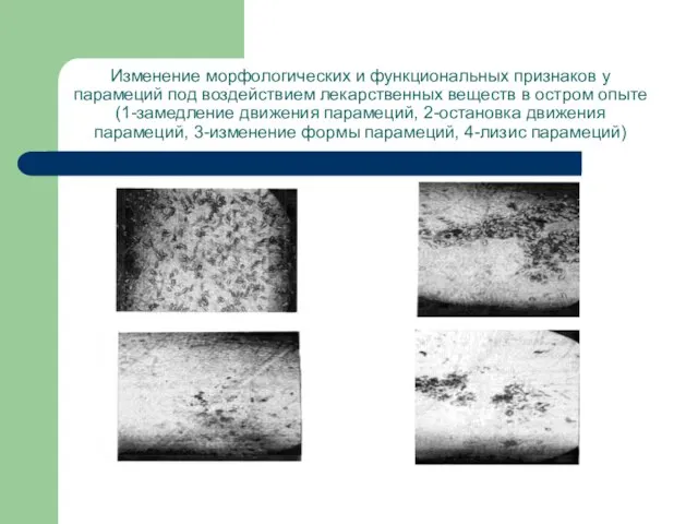 Изменение морфологических и функциональных признаков у парамеций под воздействием лекарственных веществ в