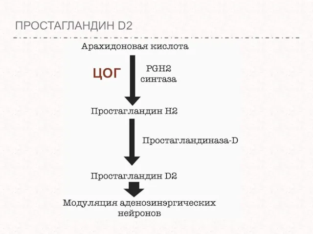 ПРОСТАГЛАНДИН D2 ЦОГ